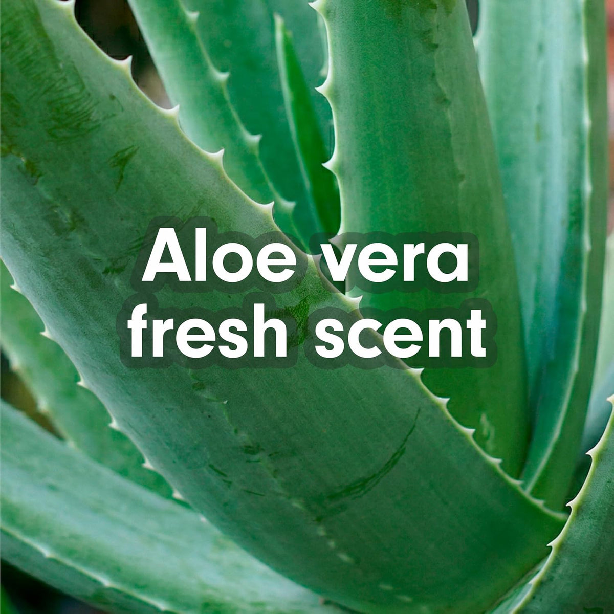 Softsoap Moisturizing Liquid Hand Soap, Soothing Clean Aloe Vera - 7.5 Fl Oz (Pack of 6)